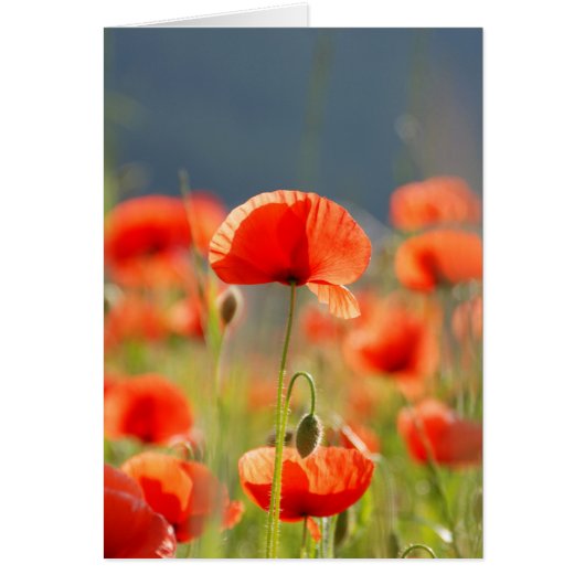 Red Poppies Poppy Flowers  Blue Sky Cards (Front)