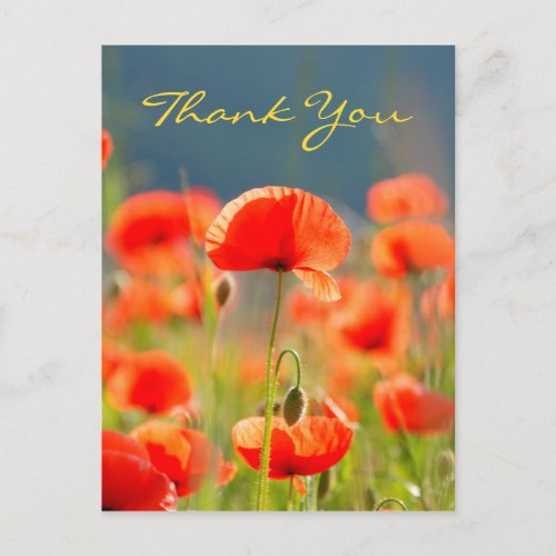 Red Poppies Poppy Flowers Thank you Postcard