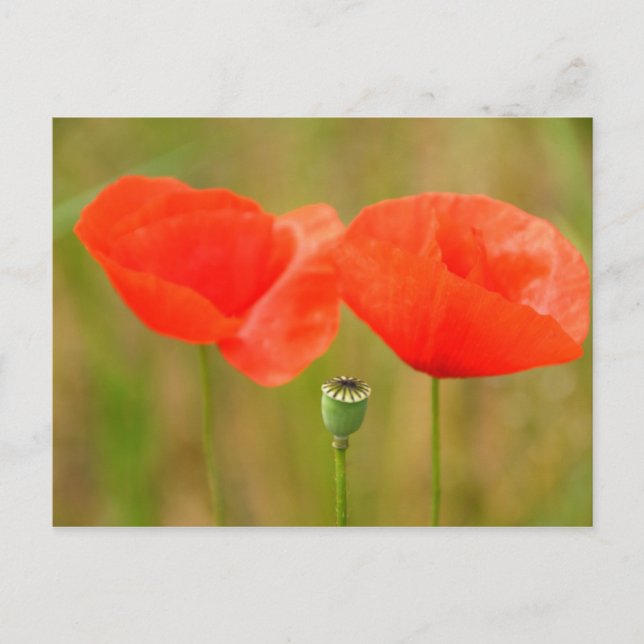 Red Poppies Postcard (Front)