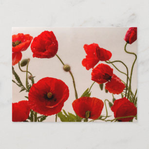 Red poppies postcard