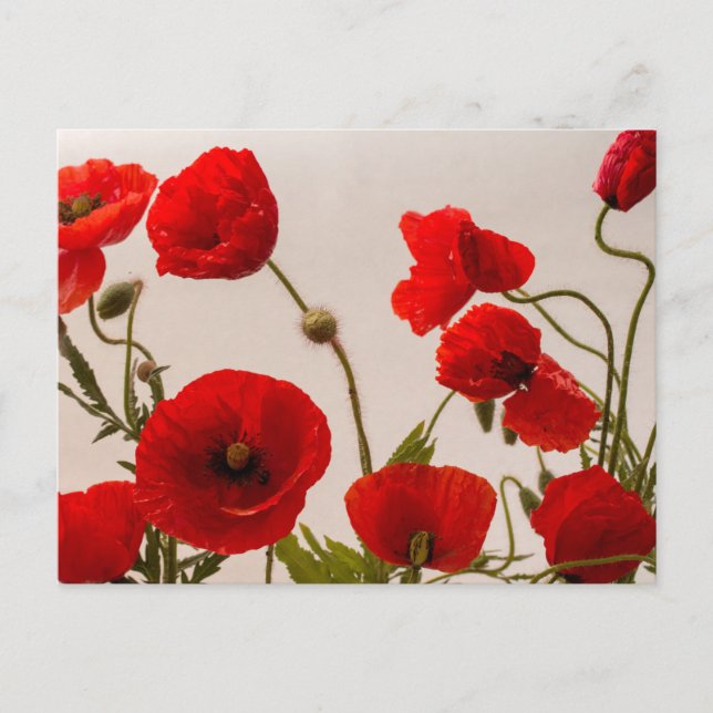 Red poppies  postcard (Front)