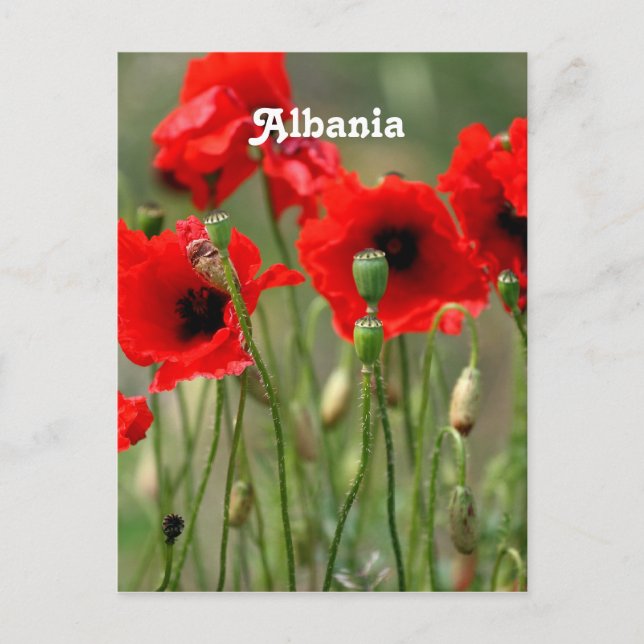 Red Poppies Postcard (Front)