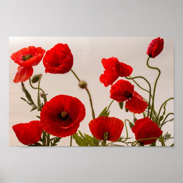 Red poppies poster (Front)