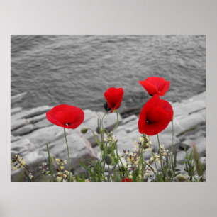 red poppies poster