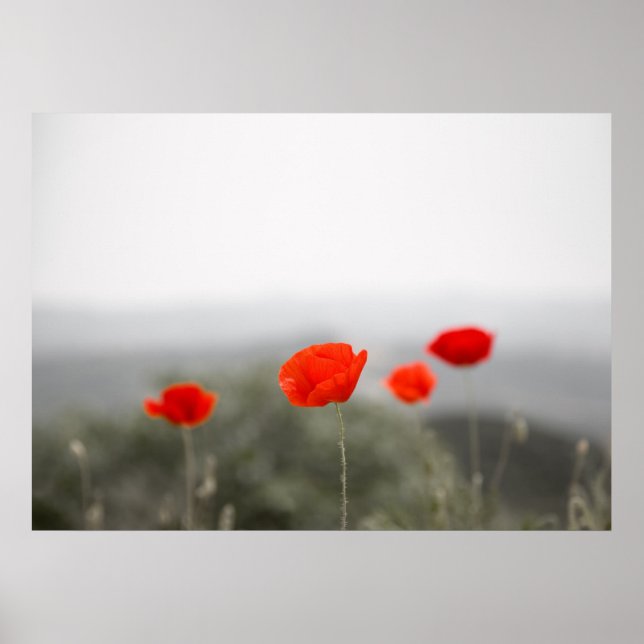 Red poppies poster/canvas print (Front)