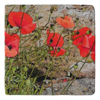 RED POPPIES TRIVET