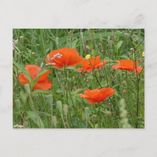 Red Poppies Wild Flowers Close up DIY Postcard