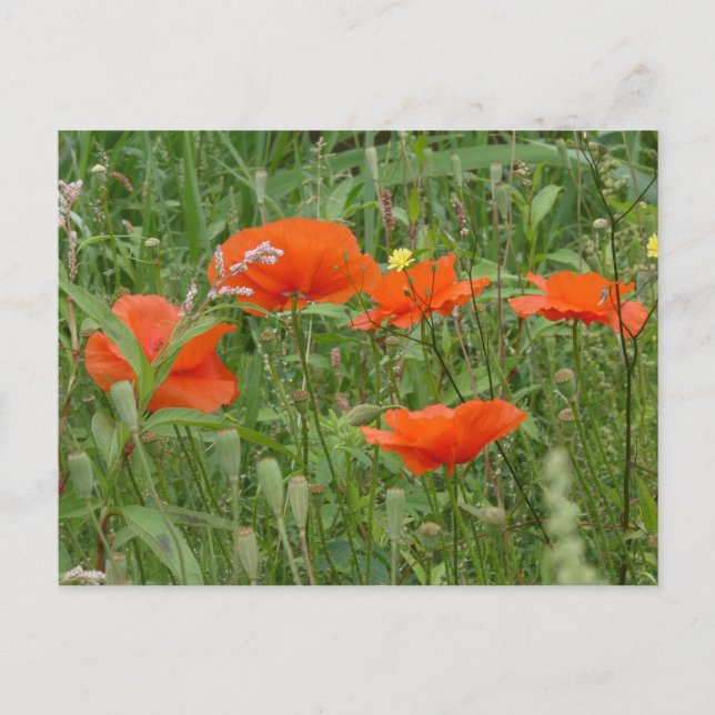 Red Poppies Wild Flowers Close up DIY Postcard (Front)