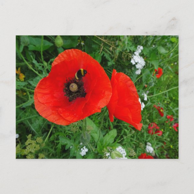 Red Poppies with Bee DIY Postcard (Front)