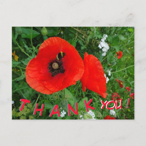 Red Poppies with Bee THANK YOU Postcard