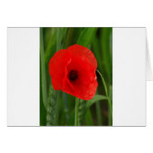Red poppy (Front Horizontal)