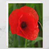 Red poppy (Front/Back)