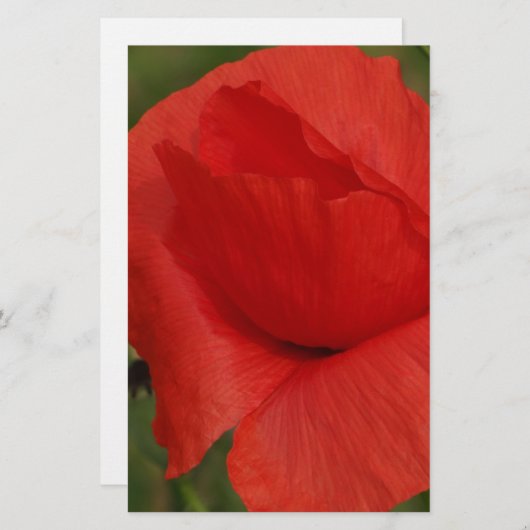 Red poppy (Front/Back)