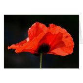 Red Poppy (Front Horizontal)