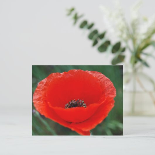 Red poppy and meaning (Standing Front)