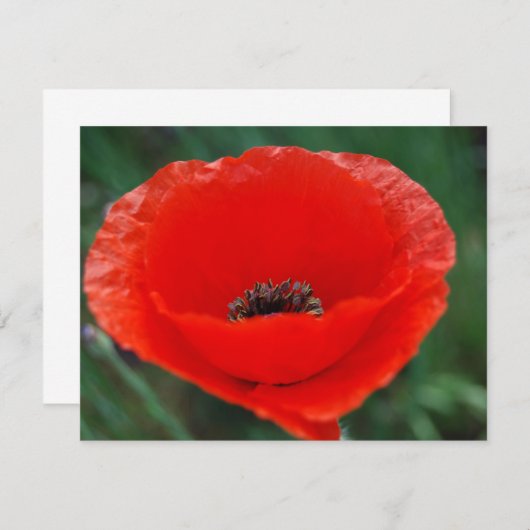 Red poppy and meaning (Front/Back)