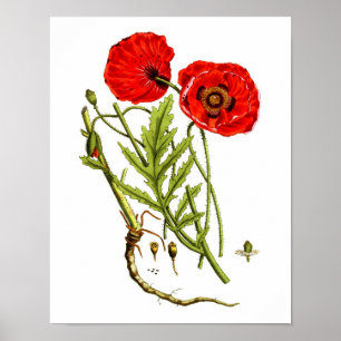 Red Poppy art print #12