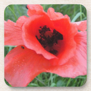 Red Poppy Calyx Drink Coaster