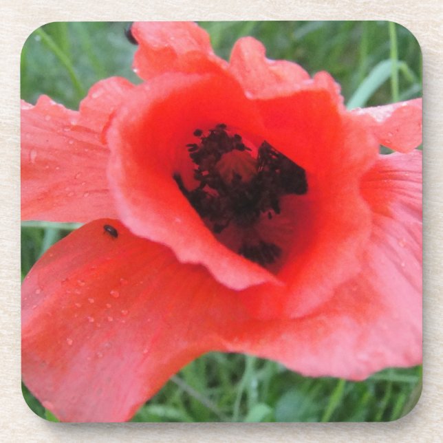 Red Poppy Calyx Drink Coaster (Front)