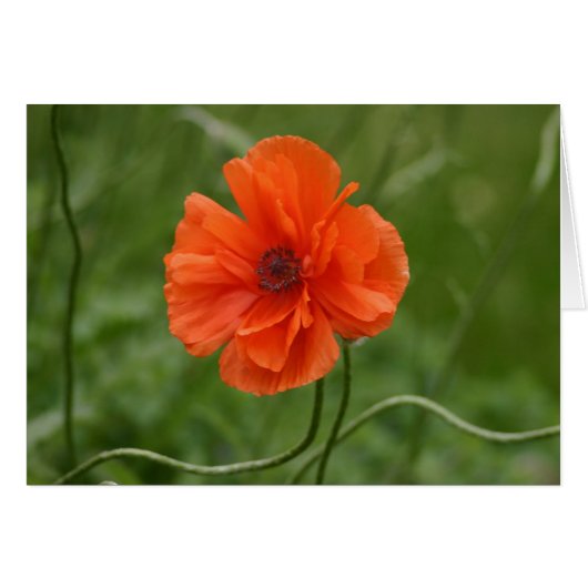 Red Poppy Cards (Front Horizontal)