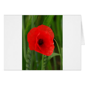 Red poppy cards