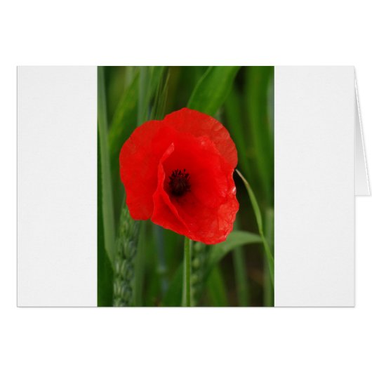 Red poppy cards (Front Horizontal)