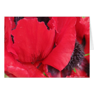 Red Poppy Cards