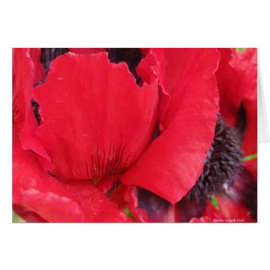 Red Poppy Cards (Front Horizontal)