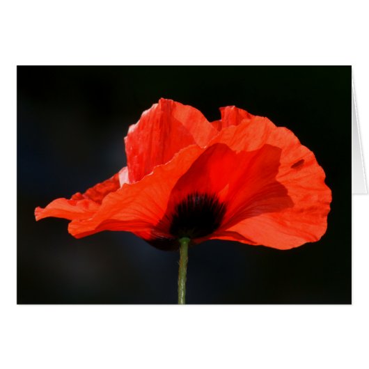 Red Poppy Cards (Front Horizontal)