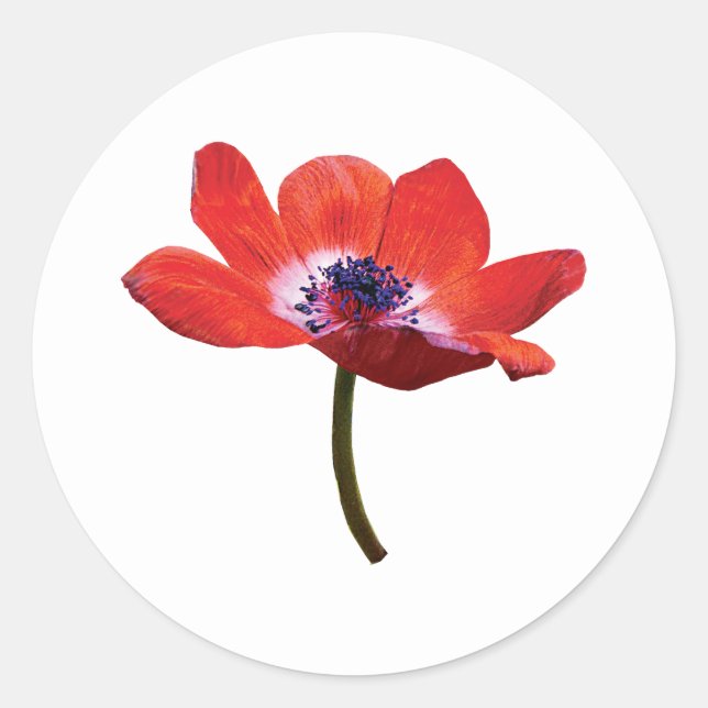 Red Poppy Closeup Classic Round Sticker (Front)