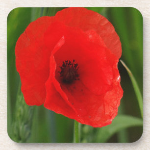 Red poppy coaster