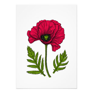 Red poppy drawing 3 photo print