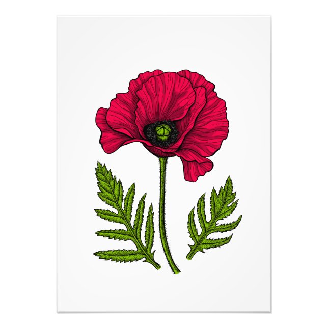Red poppy drawing 3 photo print (Front)