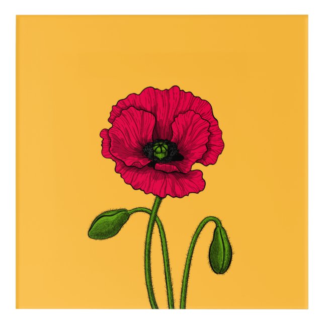 Red poppy drawing acrylic print (Front)