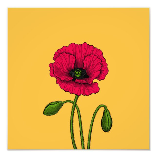 Red poppy drawing photo print (Front)