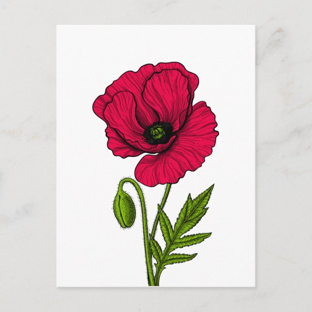 Red poppy drawing postcard (Front)