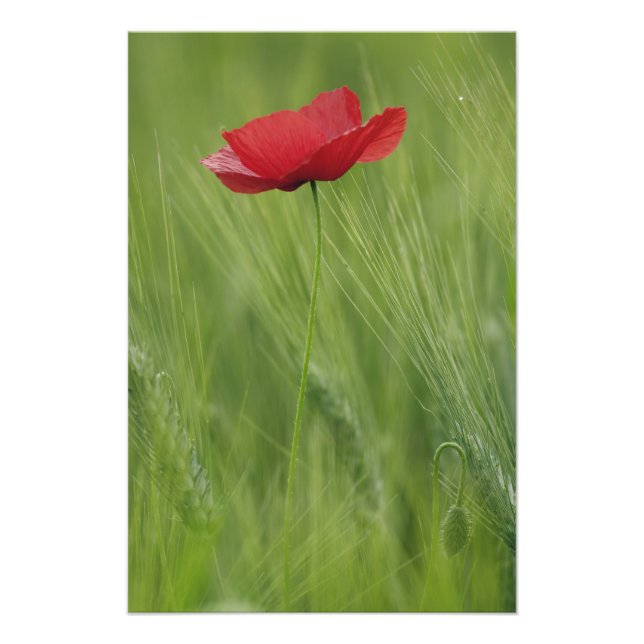 Red poppy flower among wheat crop, Tuscany, Photo Print (Front)