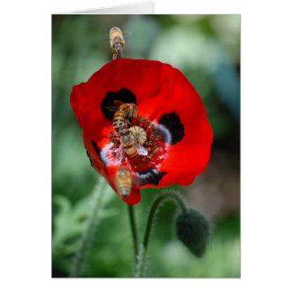 Red Poppy Flower - Bee Invasion Cards