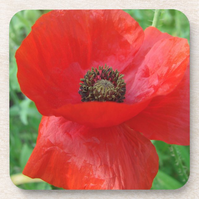 Red Poppy Flower Beverage Coaster (Front)