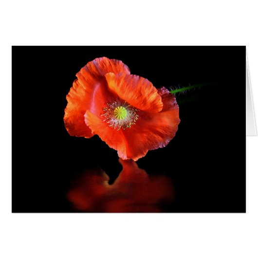 Red Poppy Flower Cards (Front Horizontal)