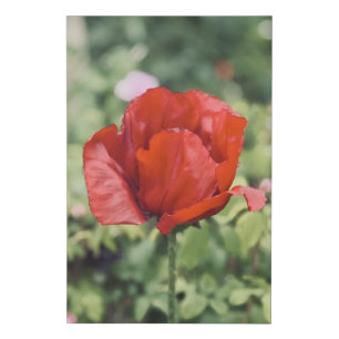 Red Poppy Flower Faux Wrapped Canvas Print
