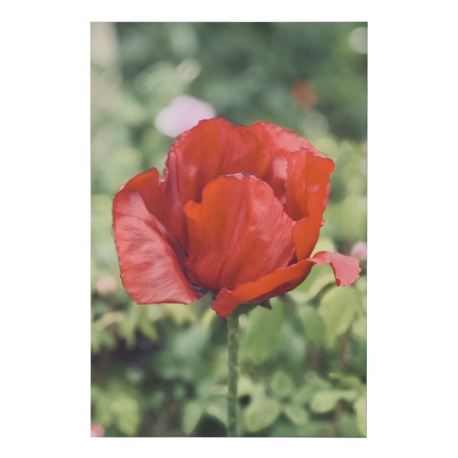 Red Poppy Flower Faux Wrapped Canvas Print (Front)