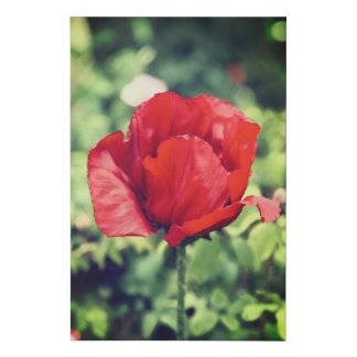 Red Poppy Flower Faux Wrapped Canvas Print