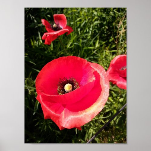 Red Poppy Flower North America Poster