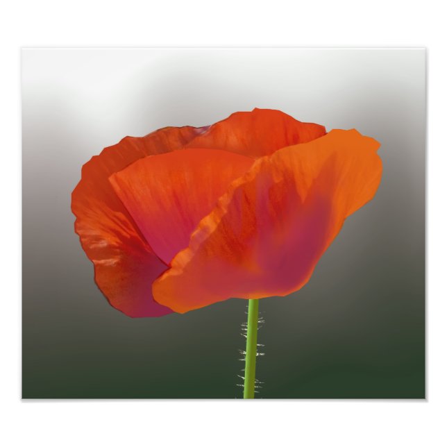 Red poppy flower Photo Print (Front)