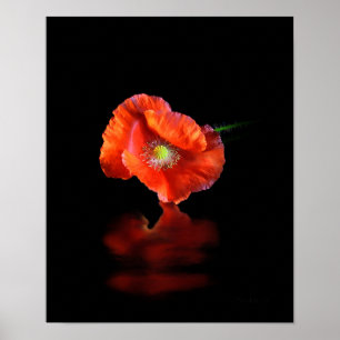 Red Poppy Flower Poster