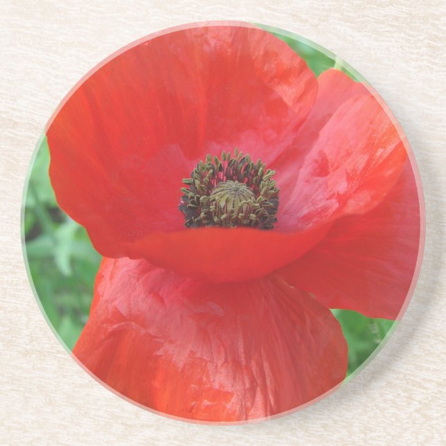 Red Poppy Flower Sandstone Coaster (Front)