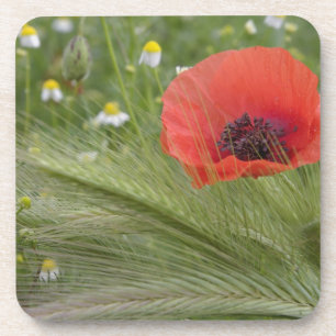 Red poppy flower, Tuscany, Italy Beverage Coaster
