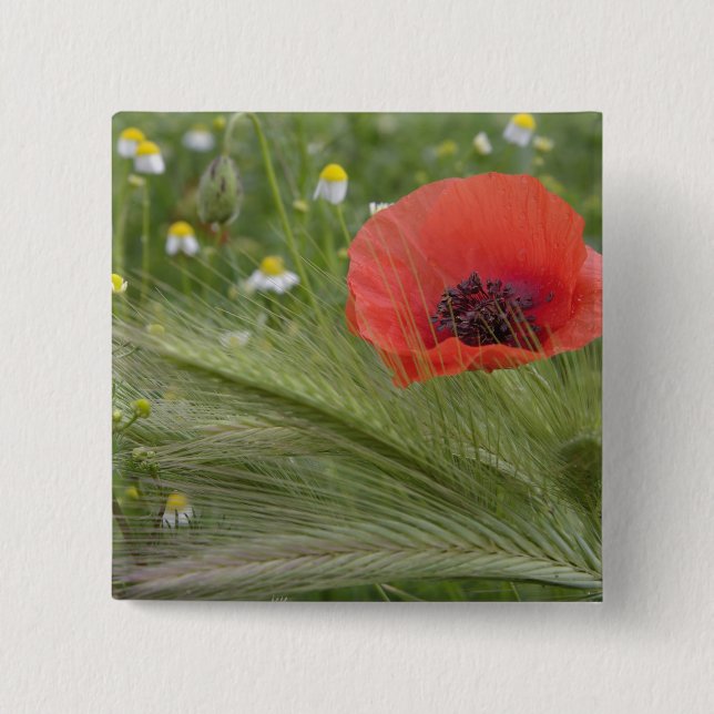 Red poppy flower, Tuscany, Italy Button (Front)