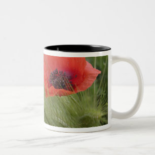Red poppy flower, Tuscany, Italy Two-Tone Coffee Mug